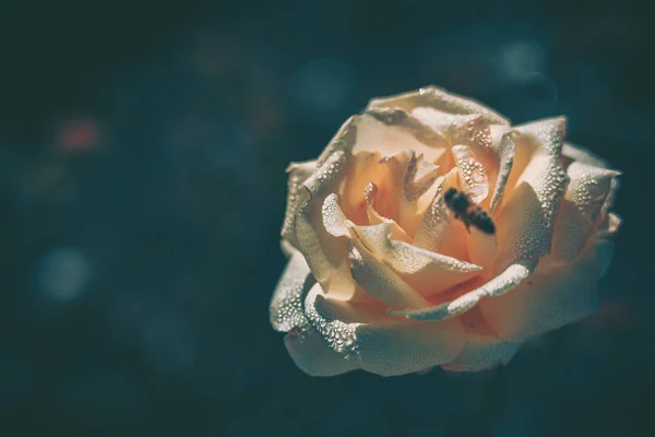 Schöne Rose Auf Vintage Stil Natur Hintergrund — Stockfoto