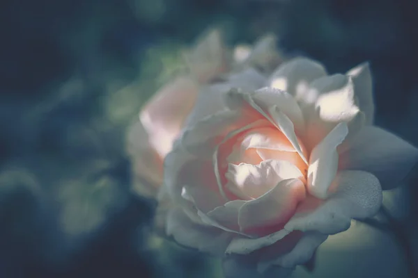 Bella Rosa Stile Vintage Sfondo Della Natura — Foto Stock