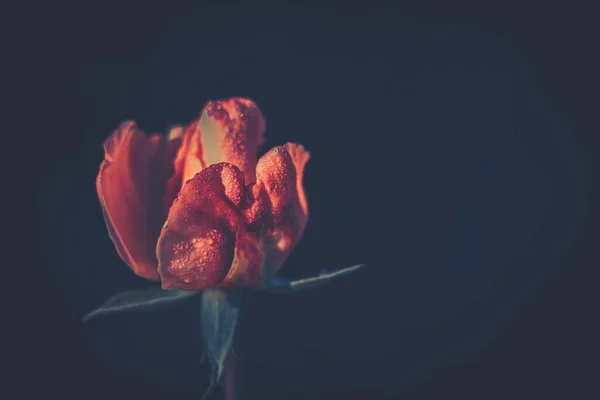 ヴィンテージスタイルの美しいバラ 自然背景 — ストック写真