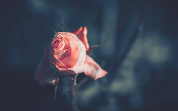 Schöne Rose Auf Vintage Stil Natur Hintergrund — Stockfoto