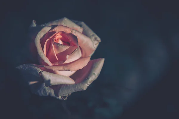 Beautiful Rose Vintage Style Nature Background — Stock Photo, Image