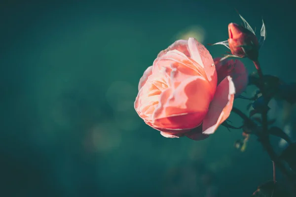古色古香的美丽玫瑰 自然背景 — 图库照片