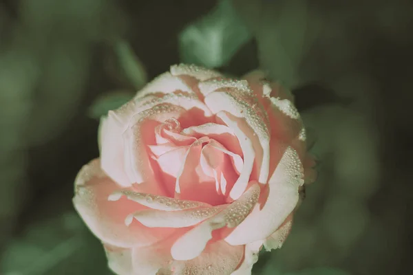 Красива Троянда Вінтажному Стилі Фон Природи — стокове фото