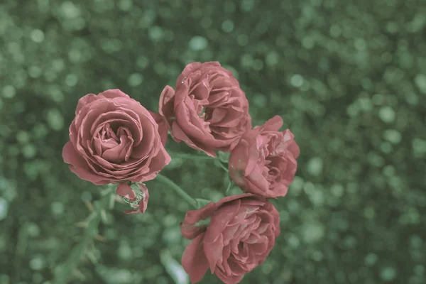 Hermosa Rosa Estilo Vintage Fondo Naturaleza — Foto de Stock