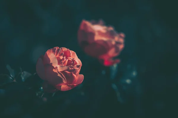 Hermosa Rosa Estilo Vintage Fondo Naturaleza —  Fotos de Stock