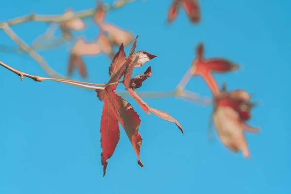 Autumn Leaves Nature Background Texture — Stock Photo, Image