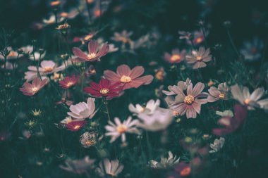 Kozmos çiçekleri alan arkaplanı; eski tarz