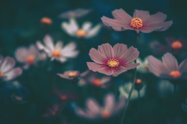 Kozmos çiçekleri alan arkaplanı; eski tarz