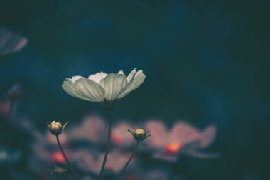 Kozmos çiçekleri alan arkaplanı; eski tarz