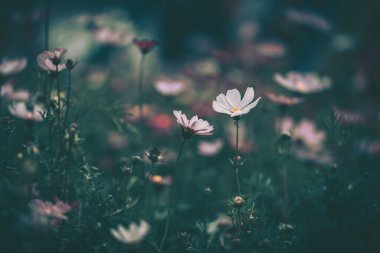 Kozmos çiçekleri alan arkaplanı; eski tarz