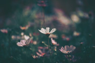 Kozmos çiçekleri alan arkaplanı; eski tarz