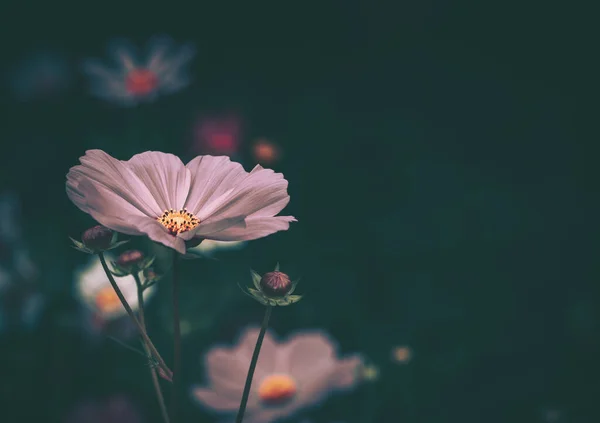 Kozmos Çiçekleri Alan Arkaplanı Eski Tarz — Stok fotoğraf