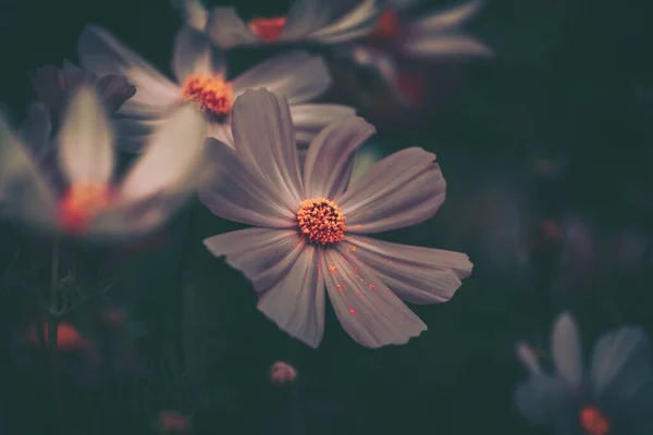 Cosmos Bloemen Veld Achtergrond Vintage Stijl — Stockfoto