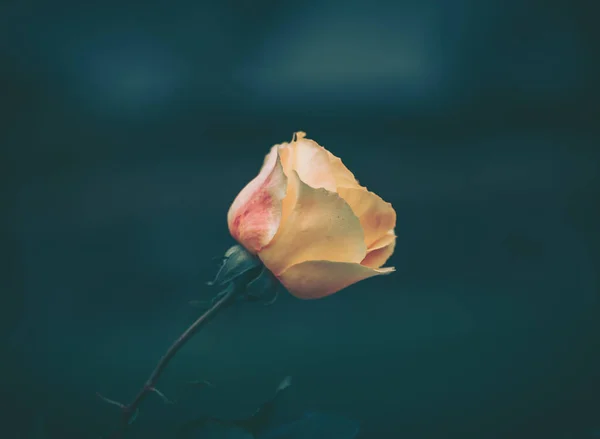 Красива Троянда Вінтажному Стилі Фон Природи — стокове фото