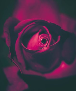 Vintage tarzında güzel gül; doğa arkaplanı