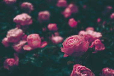 Vintage tarzında güzel gül; doğa arkaplanı