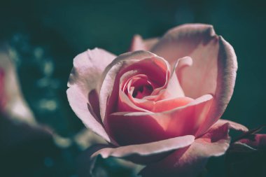 Vintage tarzında güzel gül; doğa arkaplanı