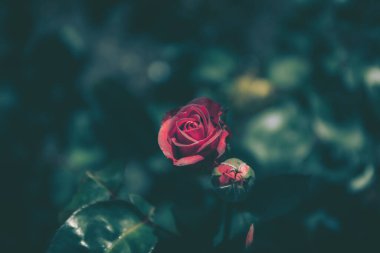 Vintage tarzında güzel gül; doğa arkaplanı