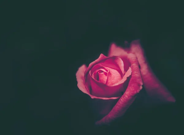 Όμορφο Τριαντάφυλλο Vintage Στυλ Φόντο Της Φύσης — Φωτογραφία Αρχείου