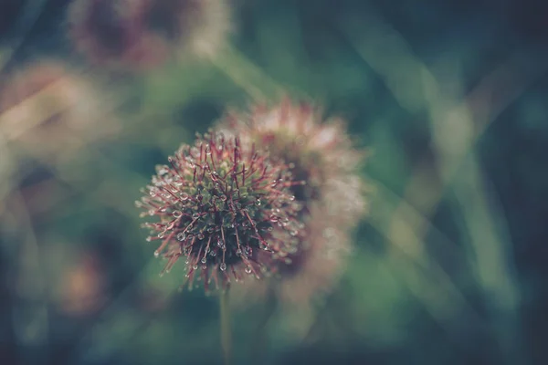 Dewy Drops Dandelion Nature Background — Stock Photo, Image