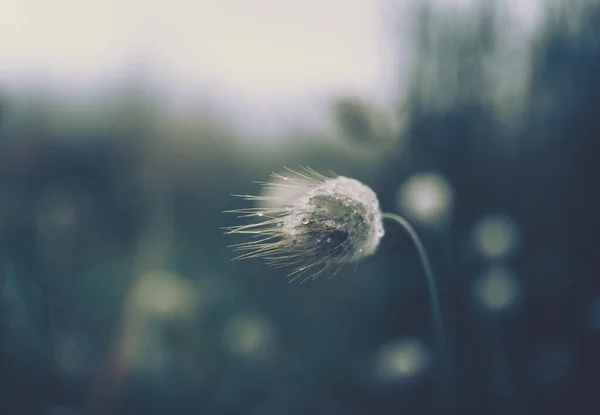 Dewy Tropfen Auf Einem Löwenzahn Nature Background — Stockfoto