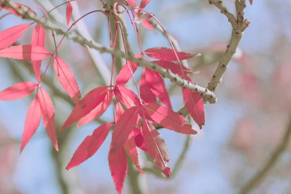 Autumn Leaves Autumn Background Texture — Stock Photo, Image