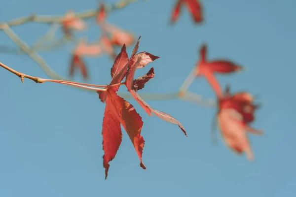 Autumn Leaves Autumn Background Texture — Stock Photo, Image