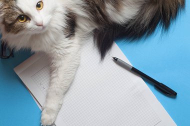 Ofis Masası üzerinde yalan komik playfull kedi. Mavi ofis Masası not defteri ücretsiz kopya alanı, kalem, gözlük ile beyaz levha ile yukarıdan