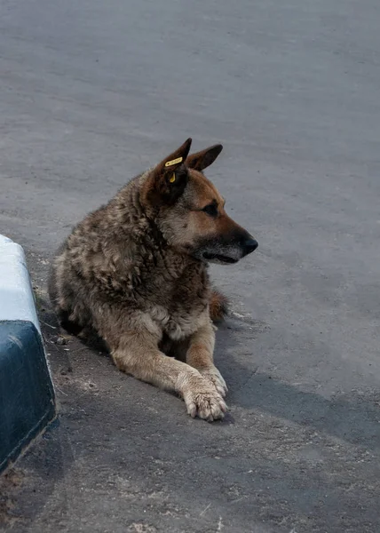 Perro callejero con una etiqueta en la oreja. Un perro con un color blanco-negro yace en la acera con un chip en la oreja. El cuidado de los animales sin hogar . — Foto de Stock