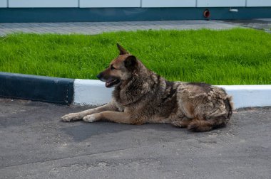 Kulağında etiket olan başıboş bir köpek. Beyaz-siyah renkli bir köpek, kulağında bir çip ile kaldırımda uzanıyor. Evsiz hayvanlara bakmak.
