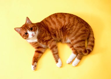Sarı bir arka planda sevimli kırmızı çizgili kedi sürpriz bir görünüm ile görünüyor
