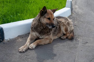 Kulağında etiket olan başıboş bir köpek. Beyaz-siyah renkli bir köpek, kulağında bir çip ile kaldırımda uzanıyor. Evsiz hayvanlara bakmak.