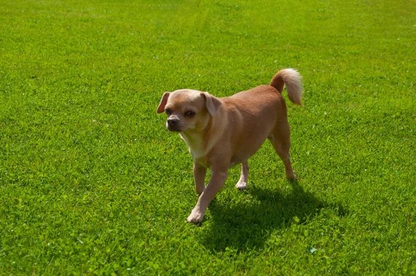 Pequeno Chihuahua felizmente corre dia claro sobre gramado prado — Fotografia de Stock