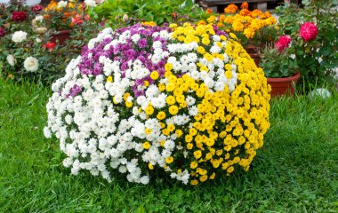 çim üzerinde renkli bir top olarak leucanthemum vulgare krizantem leucanthemum