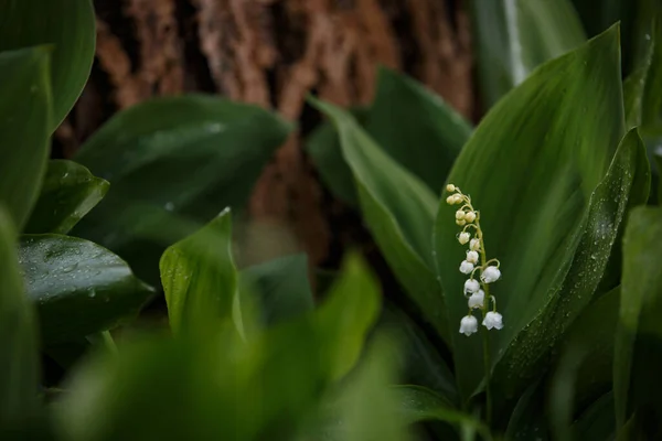 Maiglöckchen, die im Frühlingswald blühen, aus nächster Nähe — Stockfoto