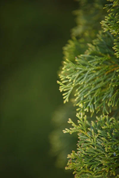 Closeup of Beautiful green christmas leaves of Thuja trees on green background. Thuja is an evergreen coniferous tree