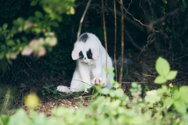 White Kitten Black Ears — Stock Photo, Image