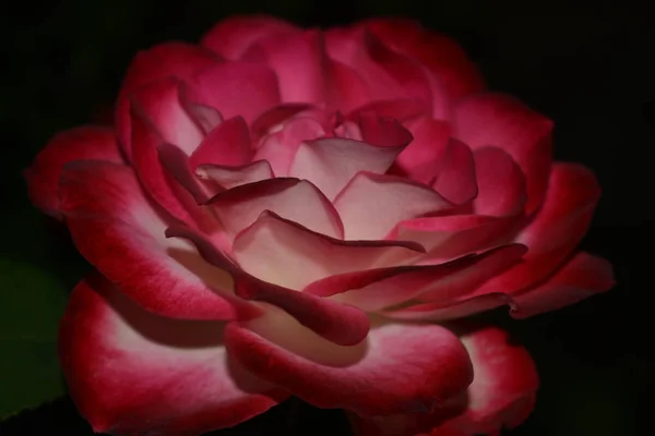夜のマクロ撮影でピンクのバラ — ストック写真