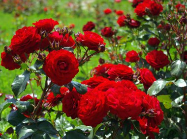 Rose. Ulusal dendroloji park 'Sofiyivka'. Ukrayna. Uman. Anıt manzara türü geç XVIII - XIX yüzyılın başlarında Dünya Peyzaj Bahçe sanatı