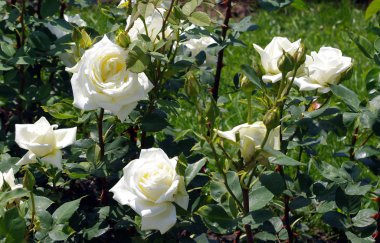 Rose. Ulusal dendroloji park 'Sofiyivka'. Ukrayna. Uman. Anıt manzara türü geç XVIII - XIX yüzyılın başlarında Dünya Peyzaj Bahçe sanatı