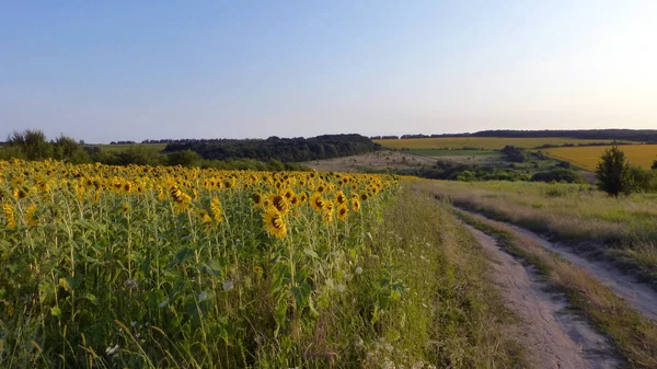 Camino Campo Cerca Campo Girasoles — Foto de Stock