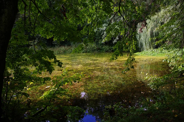 September Silent Forest Lake — Stock Photo, Image