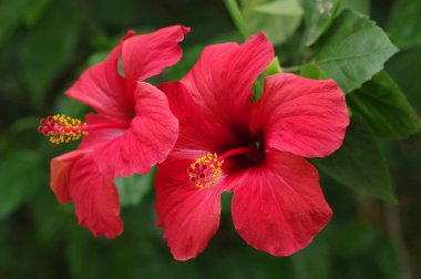 Estufa Fria de Lisboa bu göller arasında büyülü bir yer anları, şelaleler, akarsu, heykel, ve dünyanın her yerinden farklı bitki türlerinin yüzlerce