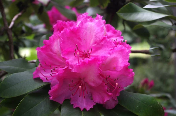 Estufa Fria de Lisboa bu göller arasında büyülü bir yer anları, şelaleler, akarsu, heykel, ve dünyanın her yerinden farklı bitki türlerinin yüzlerce