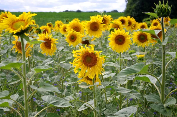 Beauté Ensoleillée Merveilleux Champs Tournesol Images De Stock Libres De Droits