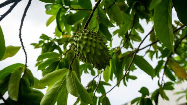 Bahçedeki ağaçtaki olgunlaşmamış, taze mayalı somunun yakın görüntüsü. Soursop, Annona muricata 'nın meyvesidir. Geniş yapraklı, çiçekli, yemyeşil bir ağaç..