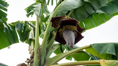 Muz çiçeği, muz kalbi olarak da bilinen, muz ağacının ucunda yetişen, gözyaşı şeklinde, mor derili, etli bir çiçektir..