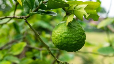 Bahçedeki ağaçtaki kaffir kireç ya da limau purut manzarasını kapat. Tropikal Güneydoğu Asya ve Güney Çin 'e özgü bir narenciye..