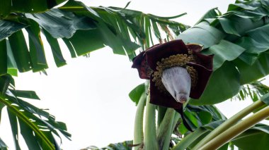 Muz çiçeği, muz kalbi olarak da bilinen, muz ağacının ucunda yetişen, gözyaşı şeklinde, mor derili, etli bir çiçektir..
