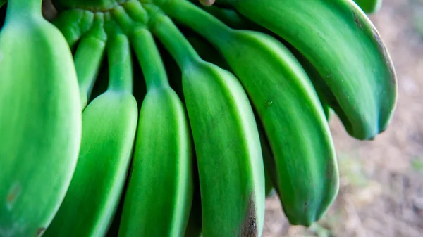 Close View Young Unripe Green Saba Banana Pisang Nipah Fruit — Stock Photo, Image
